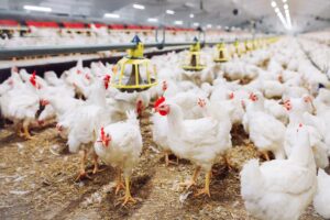 Maximizing Profitability - Innovative Techniques in Modern Poultry Farming